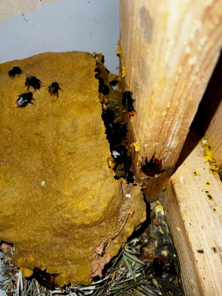 CANDOX hvepsebobekæmpelse