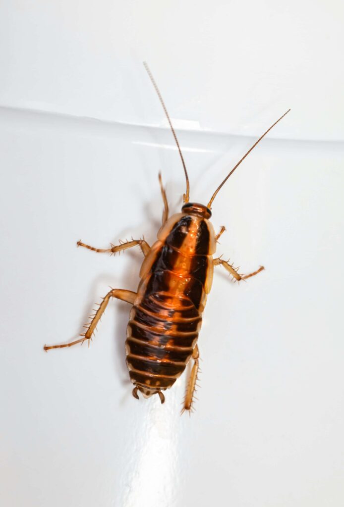 Kakerlak på væggen