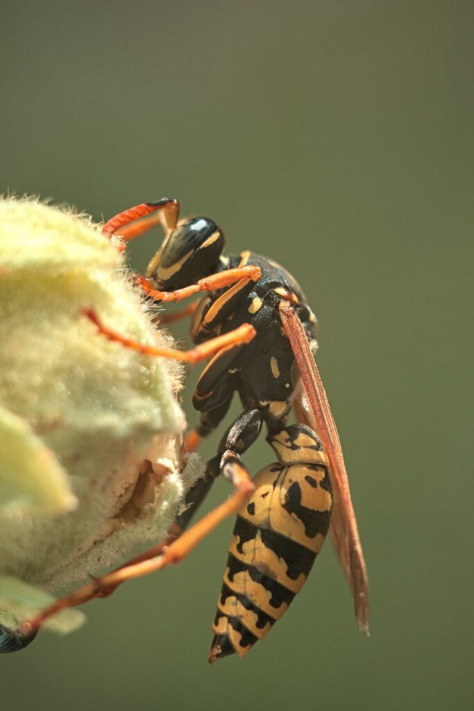 gedehams på blomst