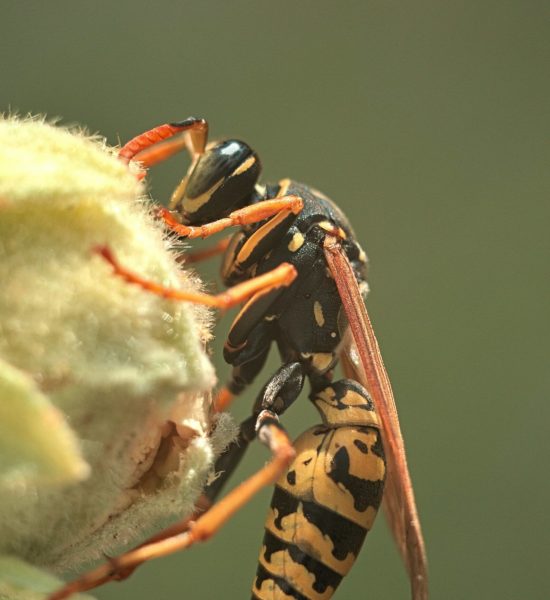 gedehams på blomst