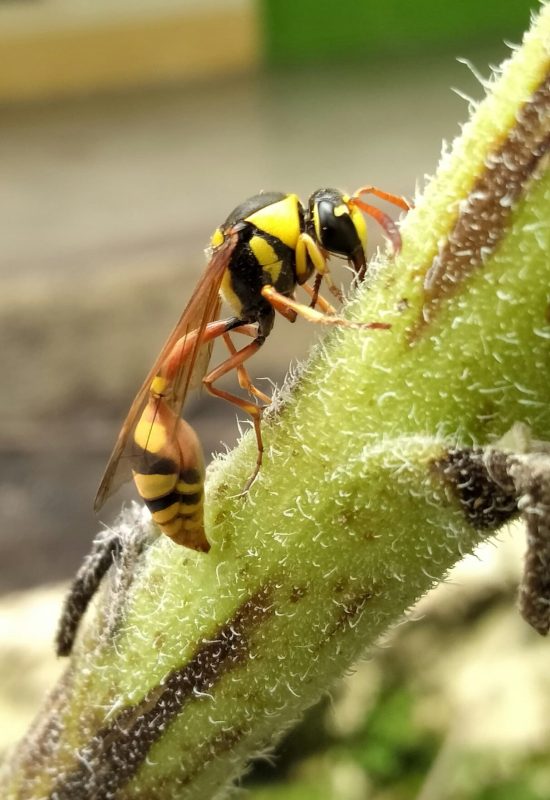 Bekæmpelse af gedehamse med Candox