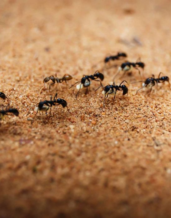 myre-billede